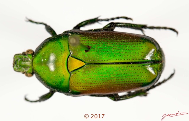 038 Coleoptera 68b (FD) Cetoniinae 17E5K3IMG_124411awtmk.jpg