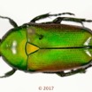 038 Coleoptera 68b (FD) Cetoniinae 17E5K3IMG_124411awtmk.jpg