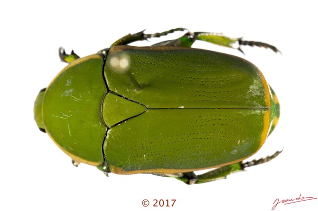 040 Coleoptera 69a (FD) Cetoniinae 17E5K3IMG_171202126052awtmk.jpg