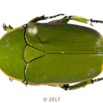 040 Coleoptera 69a (FD) Cetoniinae 17E5K3IMG_171202126052awtmk.jpg