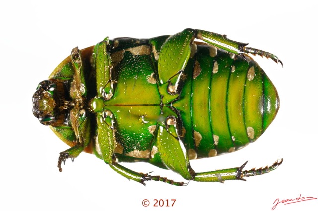 042 Coleoptera 69a (FV) Cetoniinae 17E5K3IMG_171202126072_DxOwtmk.jpg