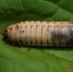 012 Coleoptera Pachnoda (Larve) IMG_4100WTMK.JPG