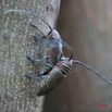 015 Coleoptera Live Zographus regalis Accouplement IMG_4341WTMK.JPG