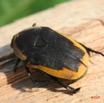 021 Coleoptera Pachnoda sp 7IMG_8456WTMK.JPG