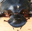 022 Coleoptera (FD) 7IMG_8824WTMK.JPG