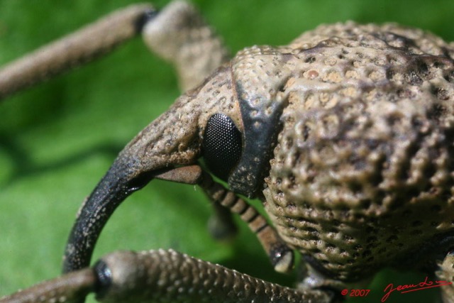 025 Coleoptera Curculionidae 7EIMG_2649WTMK.JPG