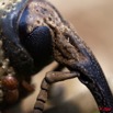 035 Coleoptera Curculionidae 9E5K2IMG_52509wtmk.jpg