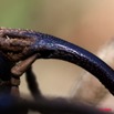 036 Coleoptera Curculionidae 9E5K2IMG_52512wtmk.jpg