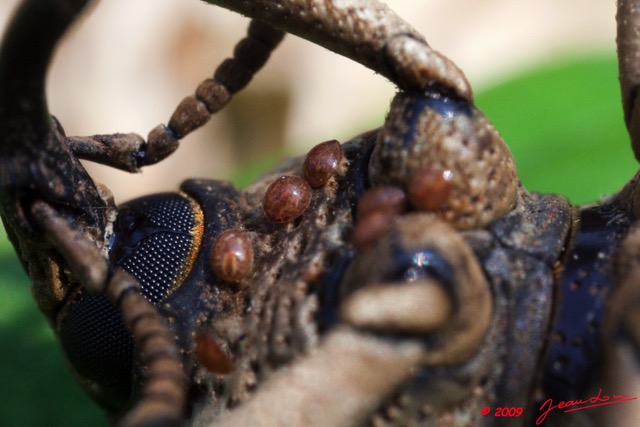 038 Coleoptera Curculionidae 9E5K2IMG_52519wtmk.jpg
