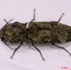 042 Monts de Cristal Coleoptera Elapidae 10E5K2IMG_59163awtmk.jpg