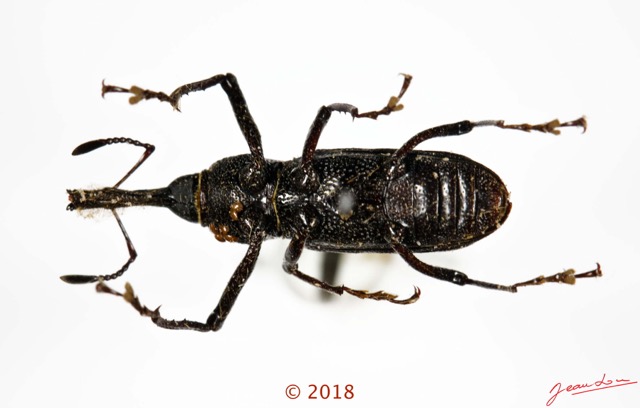 015 Coleoptera 70b (FV) Curculionidae 18E5K3IMG_180211126252_DxOwtmk.jpg