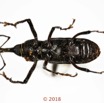 015 Coleoptera 70b (FV) Curculionidae 18E5K3IMG_180211126252_DxOwtmk.jpg