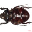 021 Coleoptere 45c (FV) Dynastinae 10E5K2IMG_64262wtmk.jpg