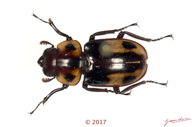 025 Coleoptera 67d (FD) Lucanidae 17E5K3IMG_124405awtmk.jpg