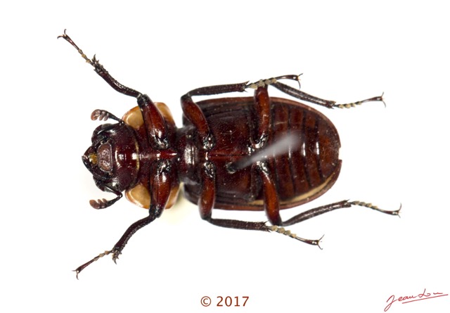 026 Coleoptera 67d (FV) Lucanidae 17E5K3IMG_124407awtmk.jpg