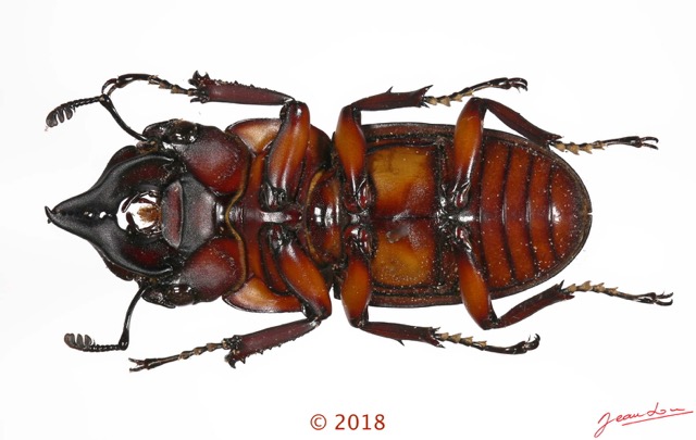 028 Coleoptera 70d (FV) Lucanidae 1126293 PdC_DxOwtmk.jpg