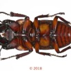 028 Coleoptera 70d (FV) Lucanidae 1126293 PdC_DxOwtmk.jpg