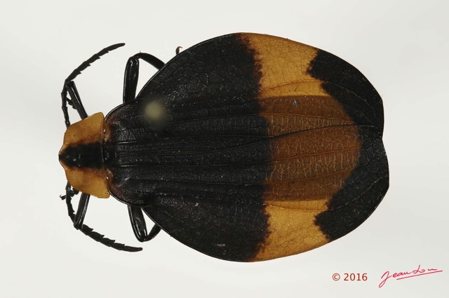 011 Coleoptera 65b (FD) Lycidae 16E5K3IMG_118552PdCawtmk.jpg