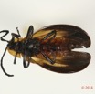014 Coleoptera 65d (FV) Lycidae 16E5K3IMG_118849PdCawtmk.jpg