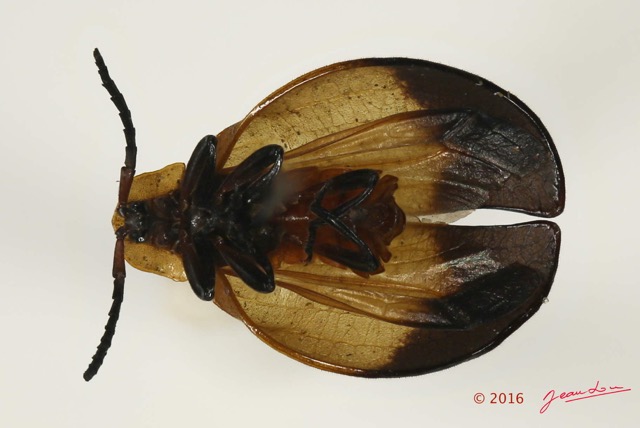 016 Coleoptera 66a (FV) Lycidae 16E5K3IMG_118681PdCwtmk.jpg