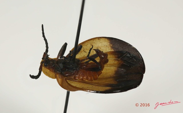 017 Coleoptera 66b Prof 16E5K3IMG_118697PdCwtmk.jpg