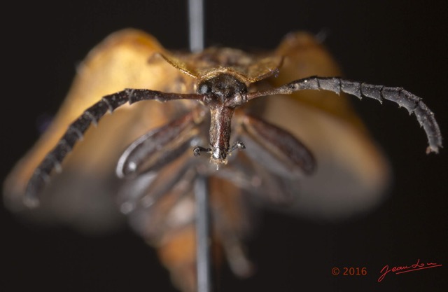 018 Coleoptera 66b Lycidae Tete 16E5K3IMG_118661wtmk.jpg