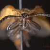 018 Coleoptera 66b Lycidae Tete 16E5K3IMG_118661wtmk.jpg