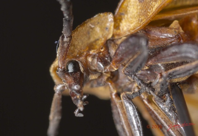 020 Coleoptera 66c Lycidae Tete 16E5K3IMG_118655wtmk.jpg