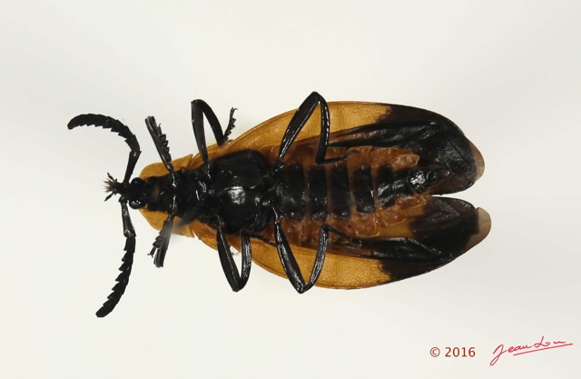 022 Coleoptera 66d (FV) Lycidae 16E5K3IMG_118875PdCawtmk.jpg