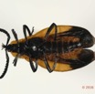 022 Coleoptera 66d (FV) Lycidae 16E5K3IMG_118875PdCawtmk.jpg