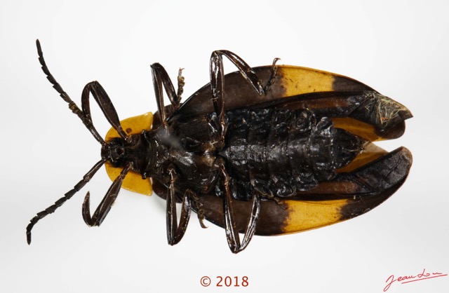 024 Coleoptera 70a (FV) Lycidae F 18E5K3IMG_180211126249_DxOwtmk.jpg