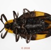 024 Coleoptera 70a (FV) Lycidae F 18E5K3IMG_180211126249_DxOwtmk.jpg
