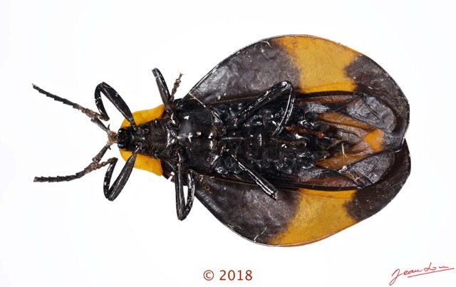 026 Coleoptera 70c (FV) Lycidae M 18E5K3IMG_180211126255_DxOwtmk.jpg