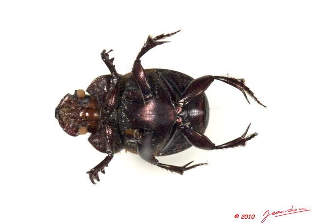 014 Coleoptere 41a (FV) Scarabaeidae Onthophagus sp 10E5K2IMG_64209wtmk.jpg