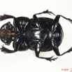 016 Coleoptere 42c (FV) Scarabaeidae Copridaspidus peregrinus 10E5K2IMG_64223wtmk.jpg