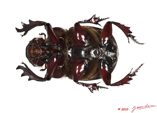 018 Coleoptere 45a (FV) Scarabaeidae Catharsius sp 10E5K2IMG_64258wtmk.jpg