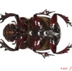 018 Coleoptere 45a (FV) Scarabaeidae Catharsius sp 10E5K2IMG_64258wtmk.jpg
