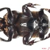 022 Coleoptere 54d (FV) Scarabaeidae Onitis artuosus 11E5K2IMG_68645wtmk.jpg