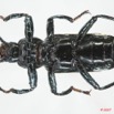002 Coleoptere (FV) Tenebrionidae 7EIMG_9020WTMK.JPG