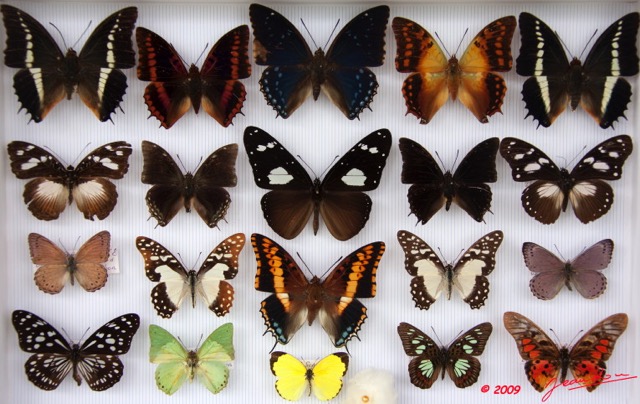 044 Papillons Rhopaloceres Boite 3 9E5KIMG_51864wtmk.jpg