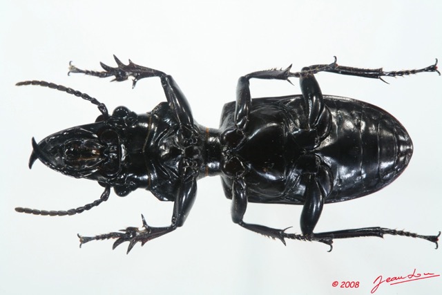 002 Coleoptere (FV) Carabidae Ochryopus gigas 8EIMG_15811WTMK.jpg