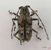 006 Coleoptere (FD) Cerambycidae Ancylonotus tribulus IMG_4475WTMK.JPG