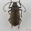 007 Coleoptere (FD) Cerambycidae IMG_4586WTMK.JPG