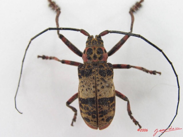 008 Coleoptere (FD) Cerambycidae Ceroplesis sp m IMG_4625WTMK.JPG