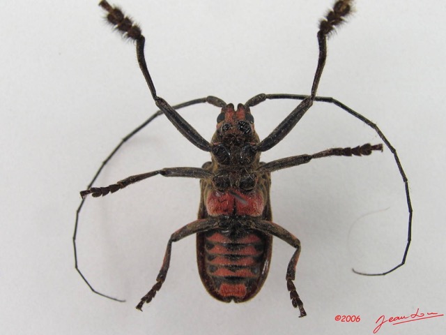 009 Coleoptere (FV) Cerambycidae Ceroplesis sp m IMG_4627WTMK.JPG