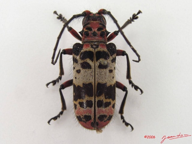 010 Coleoptere (FD) Cerambycidae Ceroplesis sp f IMG_4697WTMK.JPG
