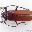012 Coleoptere (FD) Cerambycidae Macrotoma serripes IMG_5135WTMK_1.JPG