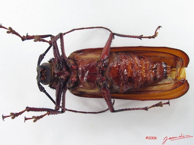 013 Coleoptere (FV) Cerambycidae Macrotoma serripes IMG_5136WTMK_1.JPG