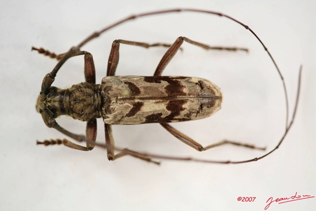 014 Coleoptere (FD) Cerambycidae Pachydissus sp IMG_4048WTMK.JPG
