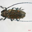 016 Coleoptere (FD) Cerambycidae Zographus regalis m IMG_4028WTMK.JPG